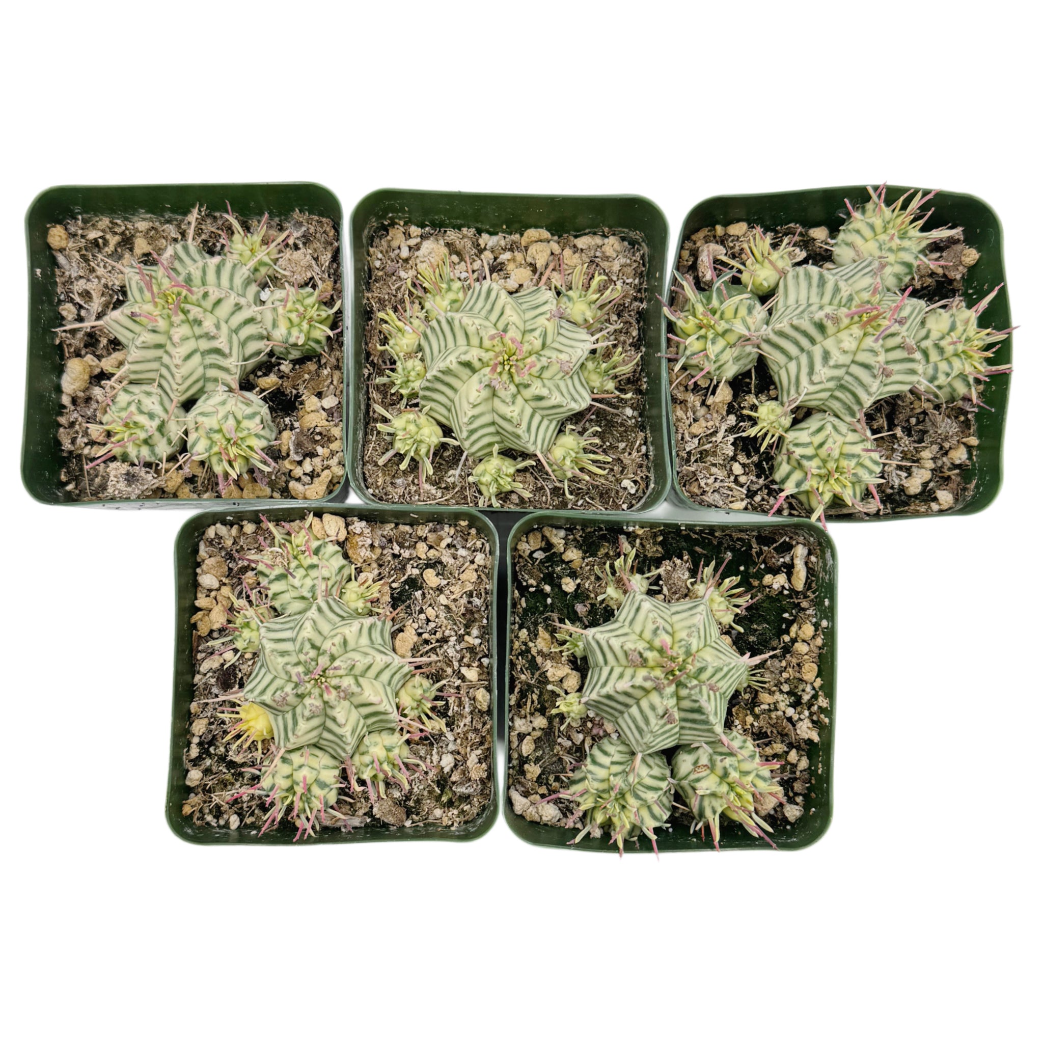 euphorbia meloformis f. variegata Euphorbia meloformis Variegata – San Pedro Source