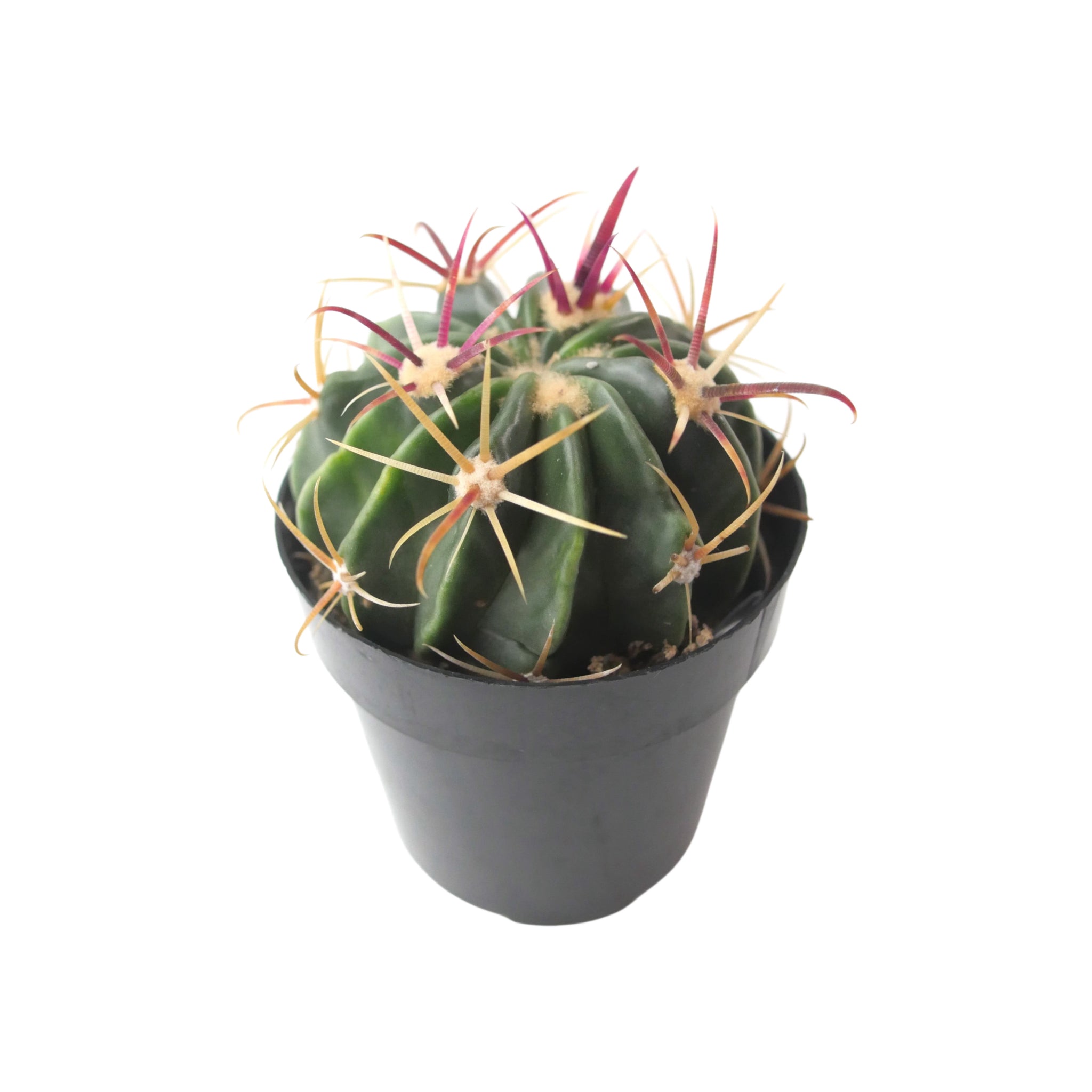 devil's tongue cactus Ferocactus Latispinus