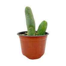 Load image into Gallery viewer, Trichocereus Bridgesii Monstrose | Long Form | Type A | Exact Rooted Plants

