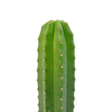 Load image into Gallery viewer, Trichocereus Hybrids | Exact Hybrid Crosses
