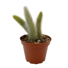Load image into Gallery viewer, Cleistocactus colademononis | Monkey Tail Cactus - 4 inch pot (2-3 pieces) - San Pedro Source
