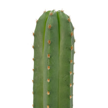 Load image into Gallery viewer, Trichocereus Hybrids | Exact Hybrid Crosses
