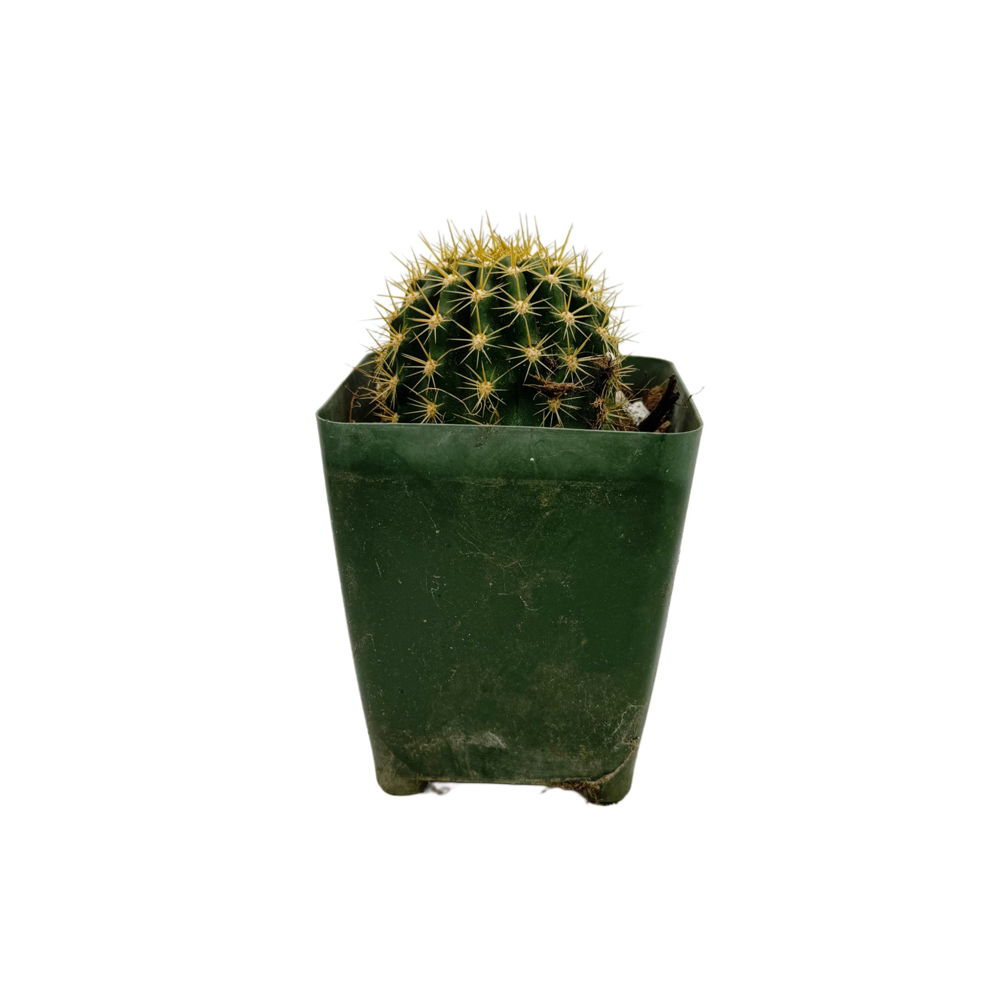 Trichocereus Flowering Hybrids – San Pedro Source