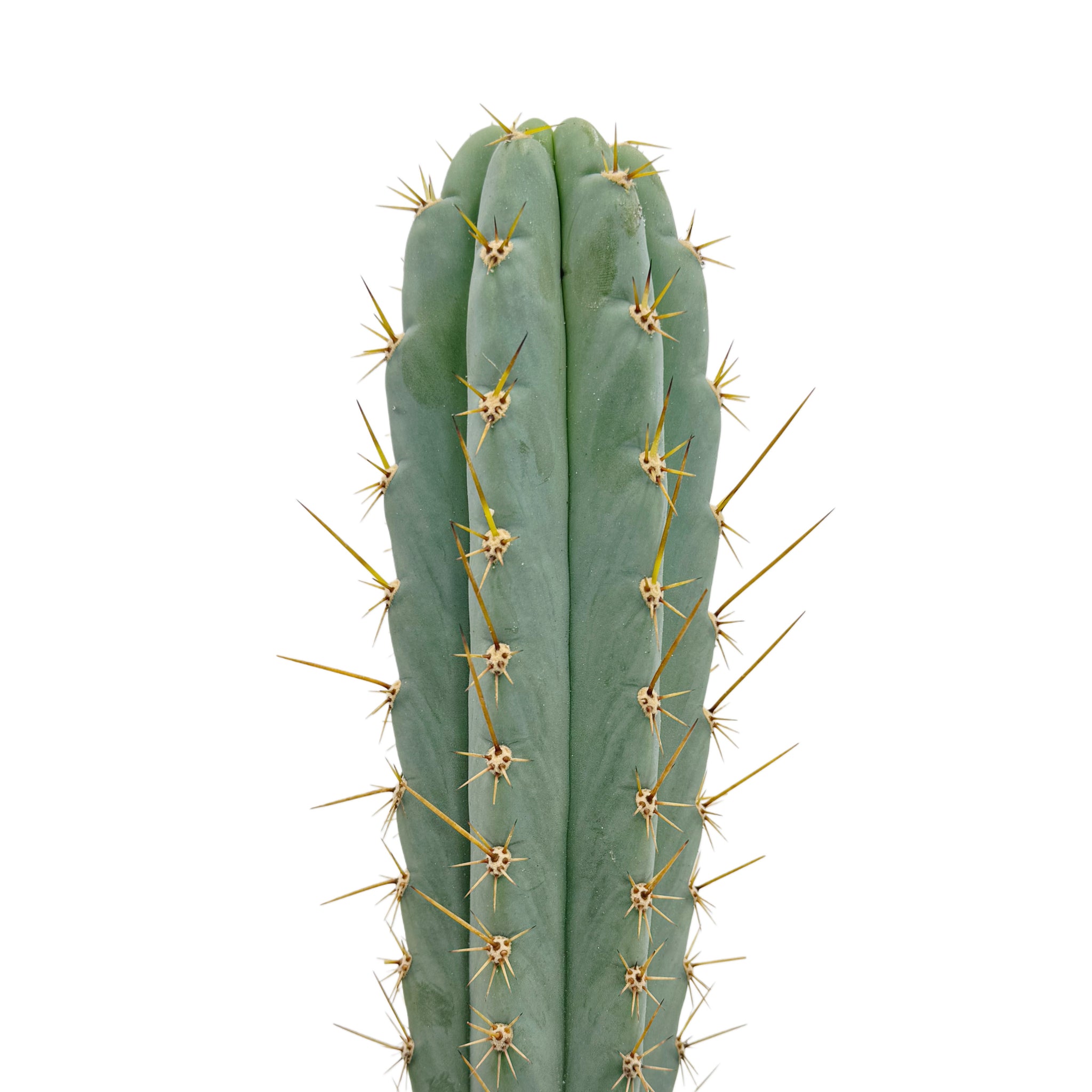 #65 Trichocereus peruvianus ペルヴィアン・トーチ Trichocereus peruvianus cv. 'MT38' | 'Peruvian Torch' | Live