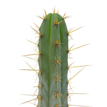 Load image into Gallery viewer, Trichocereus Hybrids | Exact Hybrid Crosses

