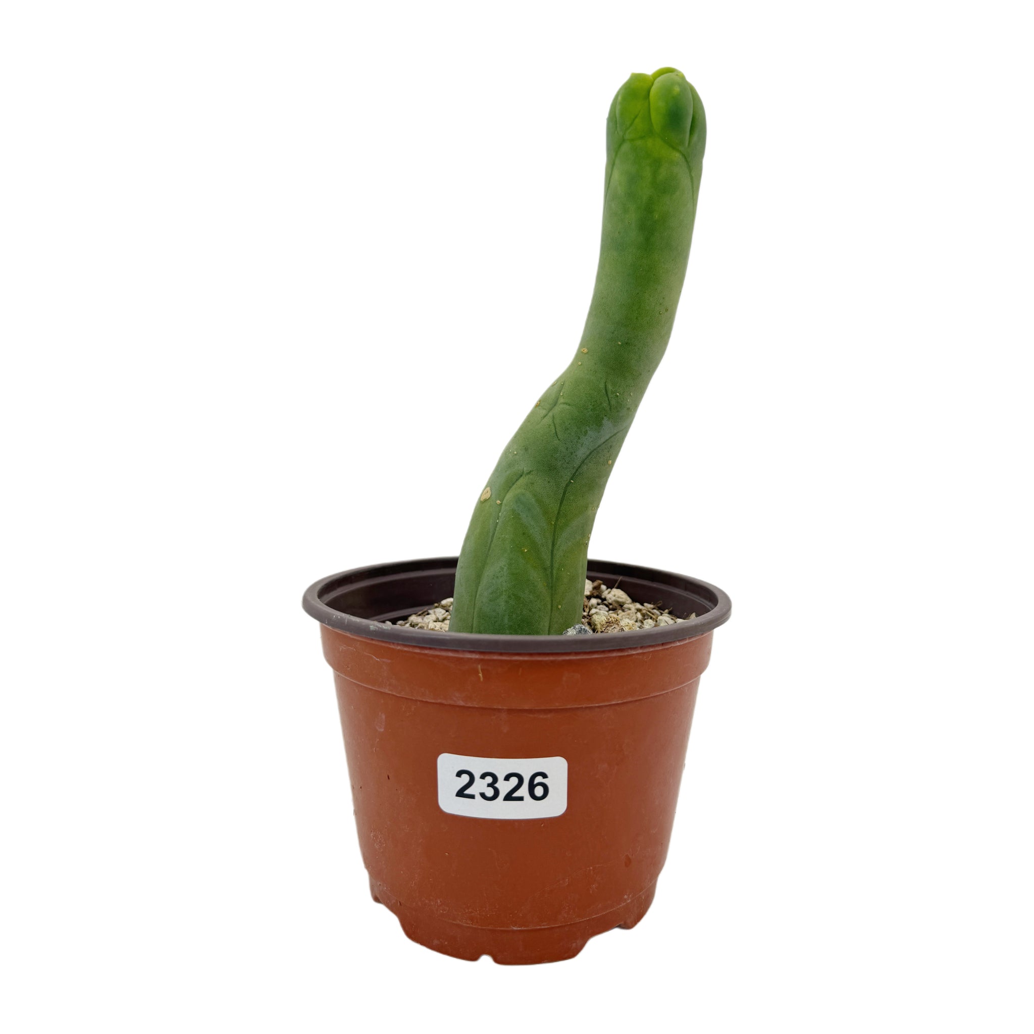 phallic succulent Trichocereus Bridgesii Monstrose | Long Form | Type A