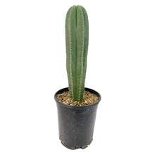 Load image into Gallery viewer, Trichocereus Hybrids | Exact Hybrid Crosses
