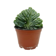 Load image into Gallery viewer, Myrtillocactus Geometrizans Cristata | Blue Candle Crest Cactus - Medium (6 inch pot - bare root) - San Pedro Source
