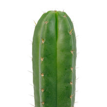Load image into Gallery viewer, Trichocereus Hybrids | Exact Hybrid Crosses
