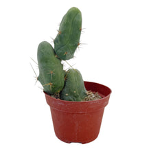 Load image into Gallery viewer, Trichocereus Bridgesii Monstrose | Short Form | Type B | Penis Cactus
