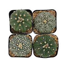 Load image into Gallery viewer, Astrophytum asterias | Sand Dollar Cactus
