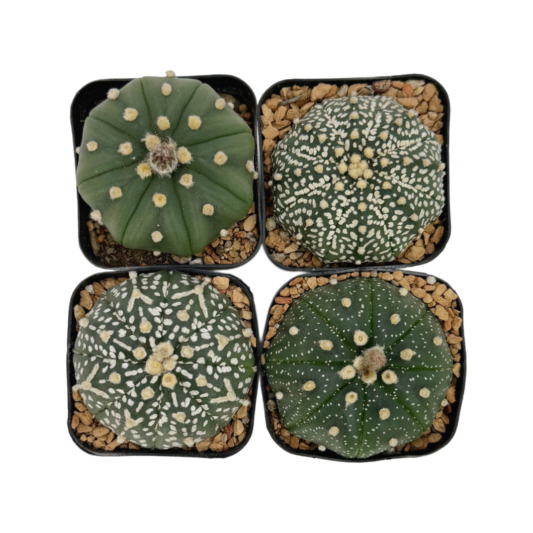 Astrophytum asterias | Sand Dollar Cactus