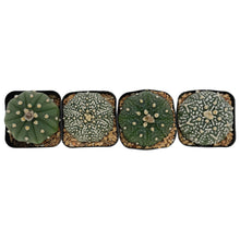 Load image into Gallery viewer, Astrophytum asterias | Sand Dollar Cactus
