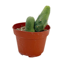 Load image into Gallery viewer, Trichocereus Bridgesii Monstrose | Short Form | Type B | Penis Cactus
