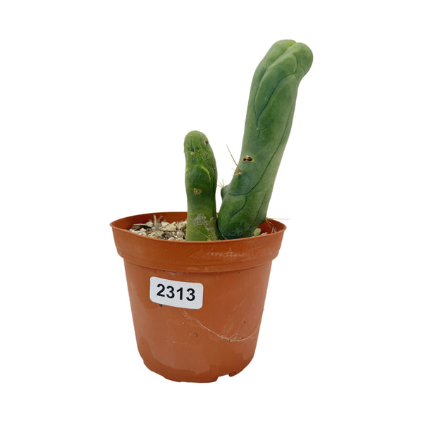 Trichocereus Bridgesii Monstrose | Long Form | Type A