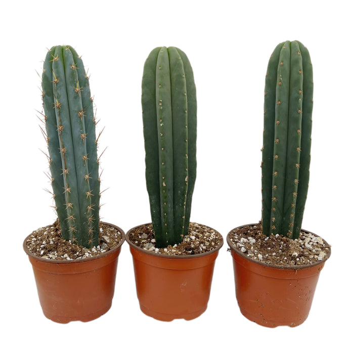 Trichocereus Hybrid Variety Packs | Cactus Collector Variety Packs - 3 Plants / Seedlings (2-4 inch) - San Pedro Source