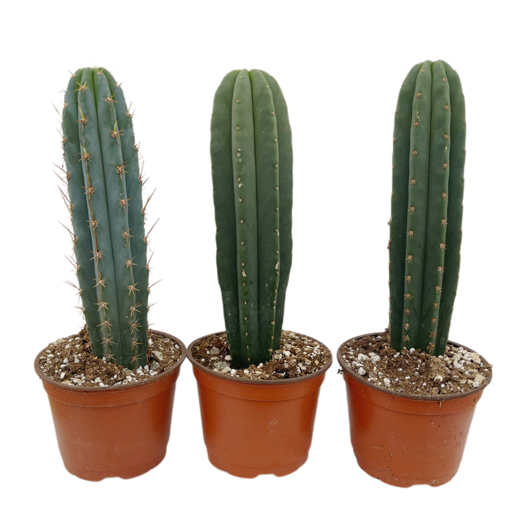 Cactus Collector Variety Packs | Trichocereus Cactus Variety Packs