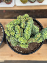 Load image into Gallery viewer, Myrtillocactus Geometrizans Cristata | Blue Candle Crest Cactus

