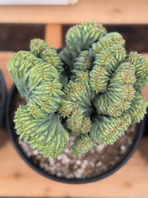 Load image into Gallery viewer, Myrtillocactus Geometrizans Cristata | Blue Candle Crest Cactus
