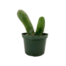 Load image into Gallery viewer, Trichocereus Bridgesii Monstrose | Long Form | Type A | Exact Rooted Plants
