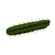 Load image into Gallery viewer, Trichocereus Bridgesii | Bolivian Torch Cactus - Cutting / Small (8-12 inch) - San Pedro Source
