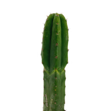 Load image into Gallery viewer, Trichocereus Pachanoi | Non-PC San Pedro Cactus - Rooted / Regular / Seedling (2-4 inch) - San Pedro Source
