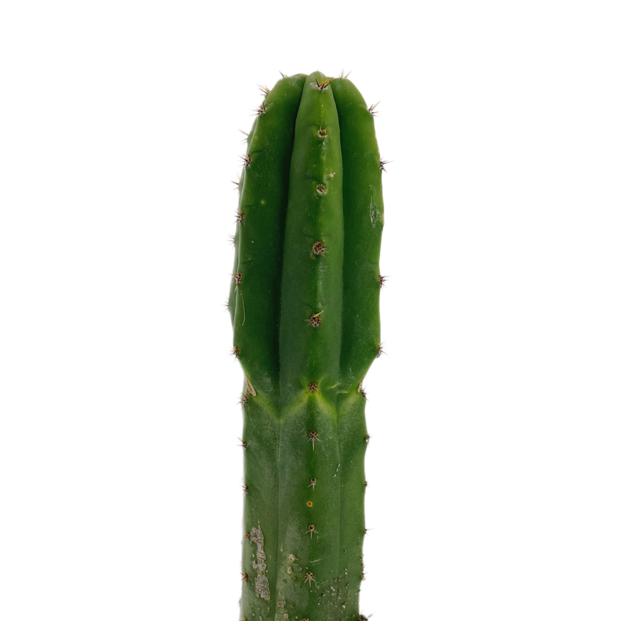 san pedro cactus juice Trichocereus Pachanoi