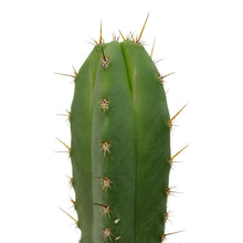 Load image into Gallery viewer, Trichocereus Hybrids | Exact Hybrid Crosses
