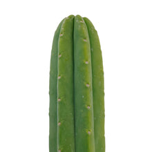 Load image into Gallery viewer, Trichocereus Pachanoi | Non-PC San Pedro Cactus - Rooted / Regular / Large (16-22+ inch) - San Pedro Source
