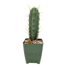 Load image into Gallery viewer, Trichocereus Hybrids | Exact Hybrid Crosses
