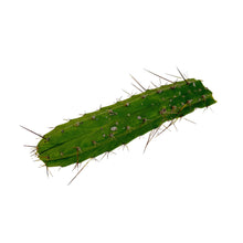 Load image into Gallery viewer, Trichocereus Bridgesii Cuttings | Bolivian Torch Cactus Cuttings - Regular / Small Cutting (8-12 inch) - San Pedro Source

