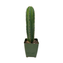 Load image into Gallery viewer, Trichocereus Hybrids | Exact Hybrid Crosses
