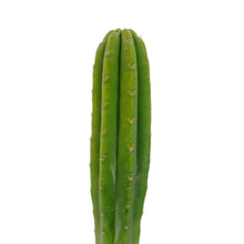 Load image into Gallery viewer, Trichocereus Pachanoi | Non-PC San Pedro Cactus - Rooted / Regular / Medium (12-16 inch) - San Pedro Source

