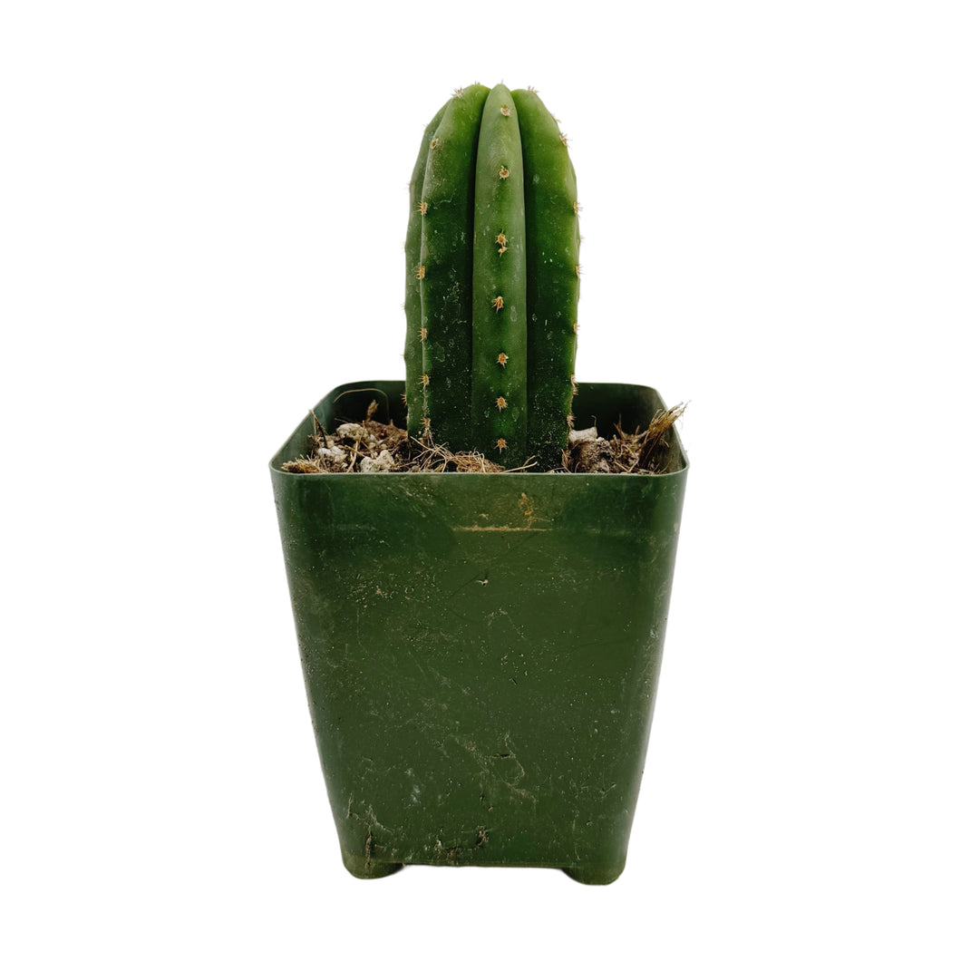 spineless san pedro cactus Trichocereus Scopulicola