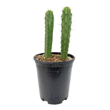 Load image into Gallery viewer, Trichocereus Hybrids | Exact Hybrid Crosses
