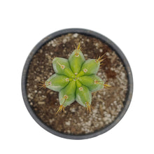 Load image into Gallery viewer, Trichocereus Pachanoi | Non-PC San Pedro Cactus - Rooted / Regular / Seedling (2-4 inch) - San Pedro Source
