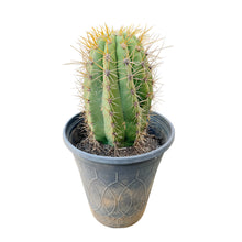 Load image into Gallery viewer, Trichocereus Terscheckii | South American Saguaro - 15 gallon (bare root) - San Pedro Source
