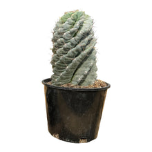 Load image into Gallery viewer, Cereus forbesii Spiralis | Spiral Cactus
