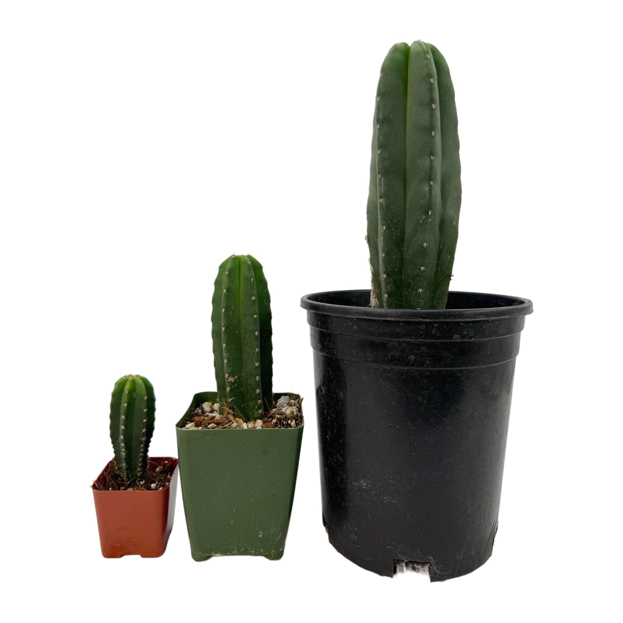 spineless san pedro cactus Trichocereus Scopulicola