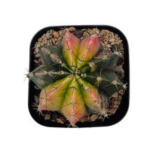 Load image into Gallery viewer, Gymnocalycium mihanovichii variegata | Variegated Moon Cactus
