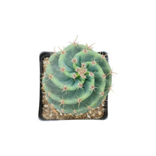 Load image into Gallery viewer, Cereus forbesii Spiralis | Spiral Cactus - Rooted / 4 inch pot - San Pedro Source
