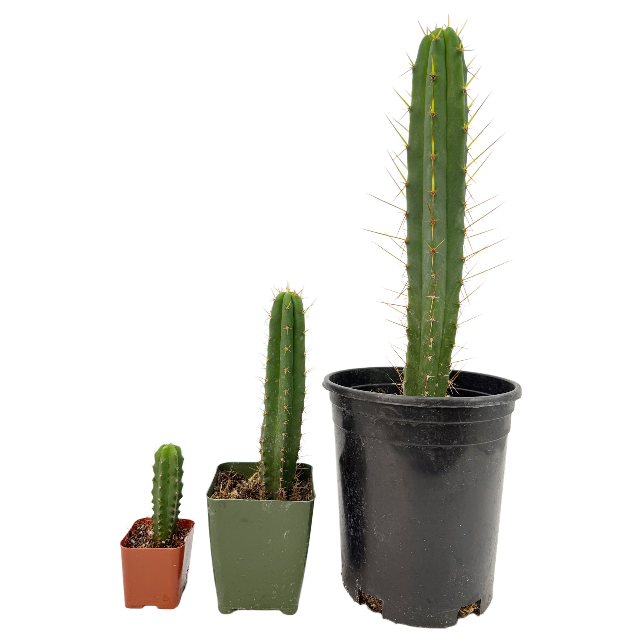 san pedro torch cactus Trichocereus Bridgesii