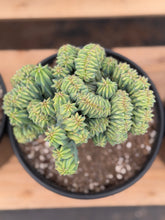 Load image into Gallery viewer, Myrtillocactus Geometrizans Cristata | Blue Candle Crest Cactus
