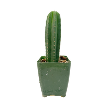 Load image into Gallery viewer, Trichocereus Hybrids | Exact Hybrid Crosses
