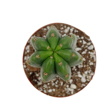 Load image into Gallery viewer, Zelly x Colossus | Trichocereus Zelly Hybrid
