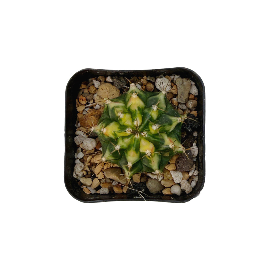 Gymnocalycium mihanovichii variegata