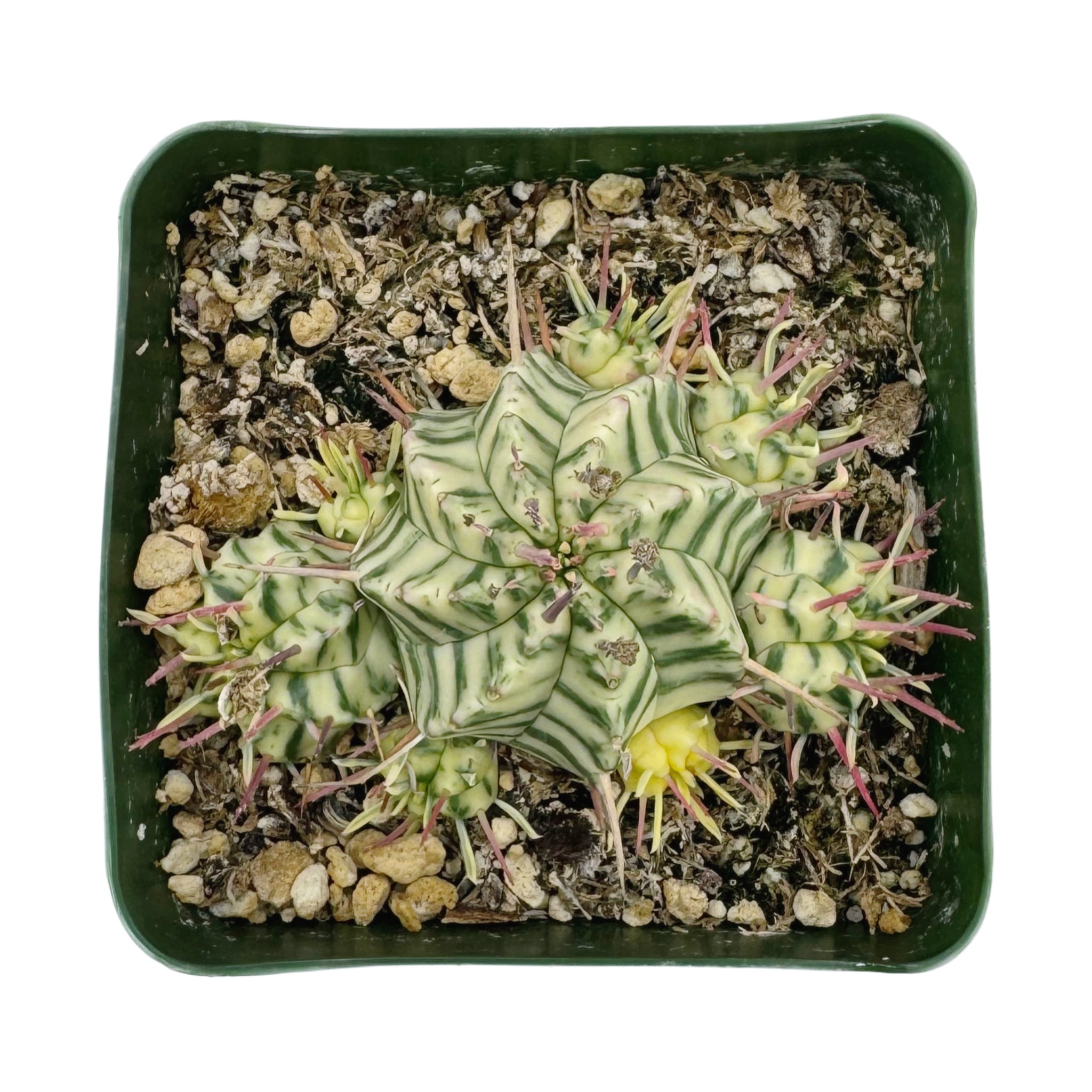 Euphorbia meloformis Variegata