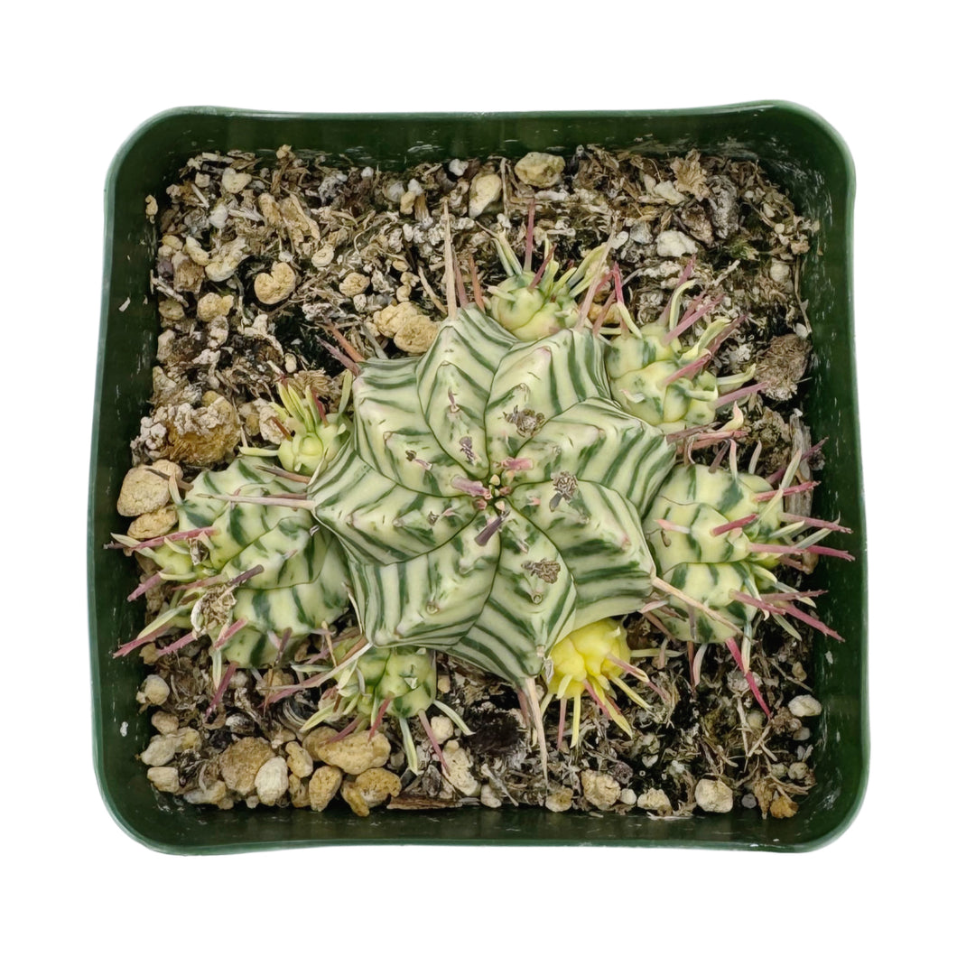 Euphorbia meloformis Variegata