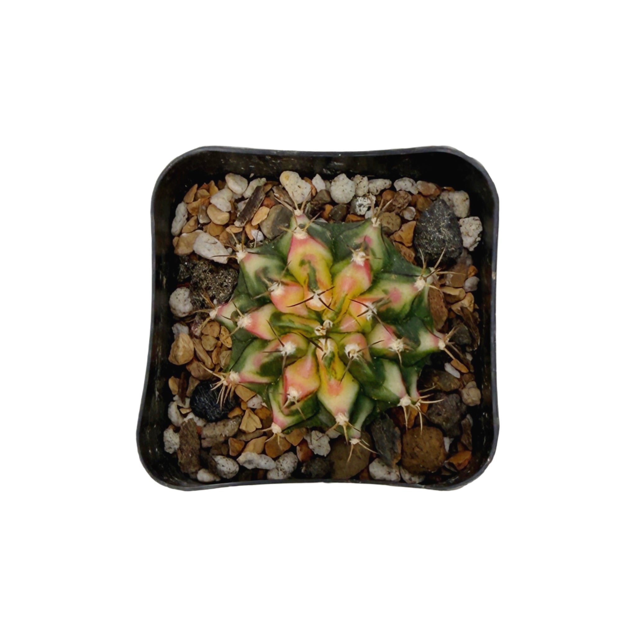 Gymnocalycium mihanovichii 棘無 綴化 Gymnocalycium mihanovichii 