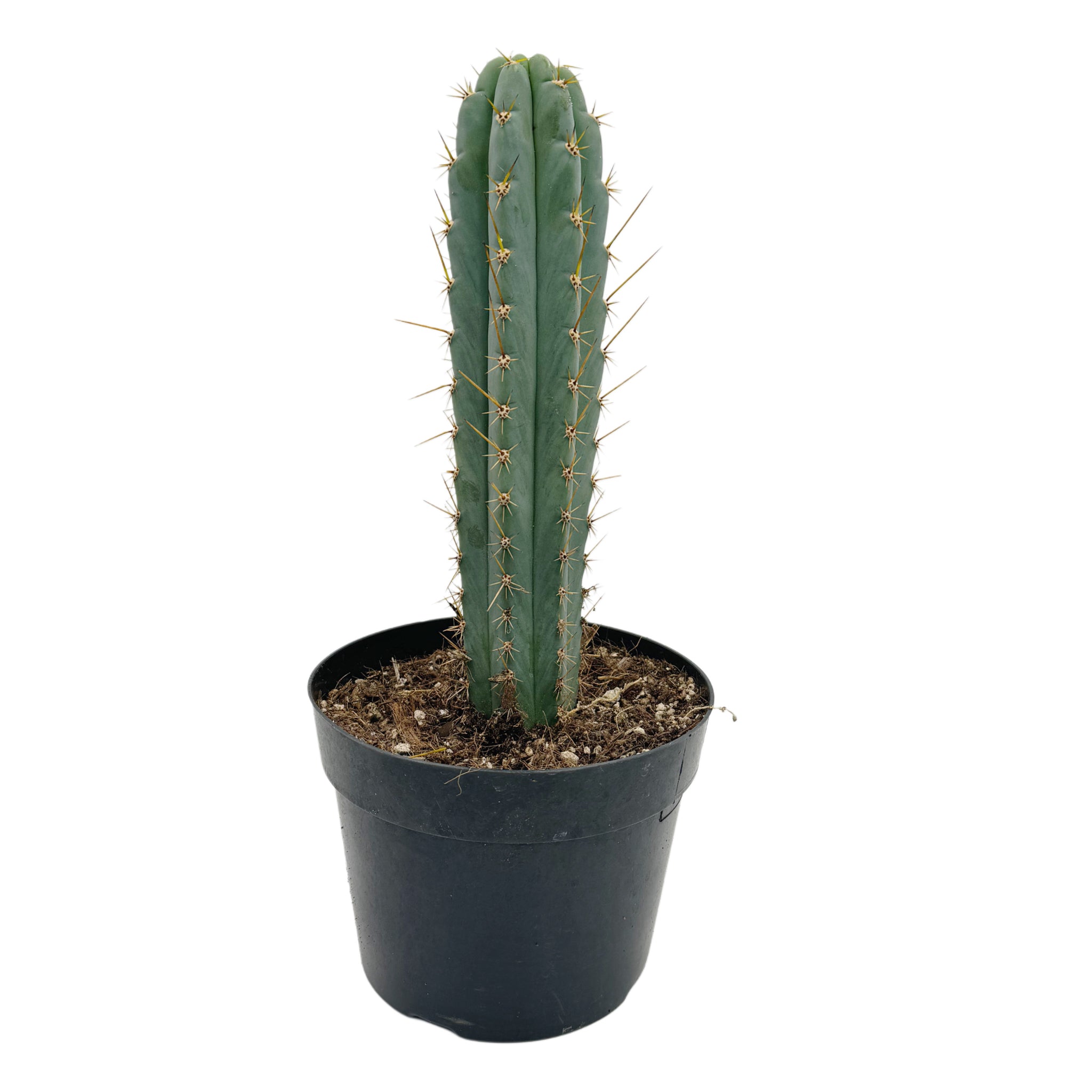 Trichocereus Peruvianus | Peruvian Torch Cactus – San Pedro Source